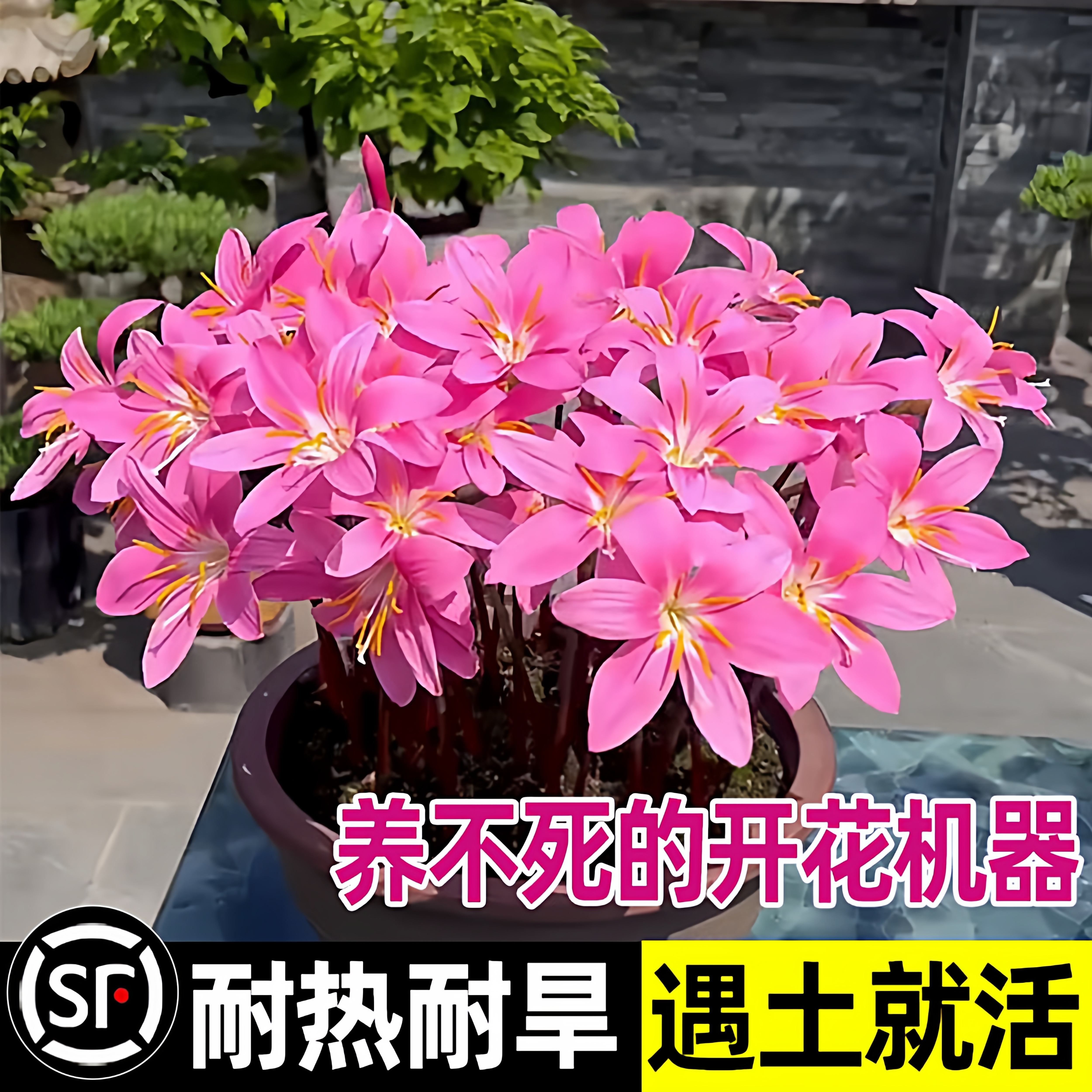 常年开花庭院阳台花卉耐寒耐热