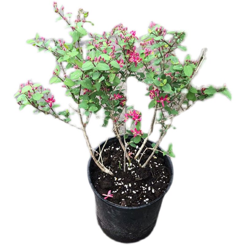 蓝叶忍冬盆栽阳台庭院耐寒耐f热爬藤木质藤本植物花卉