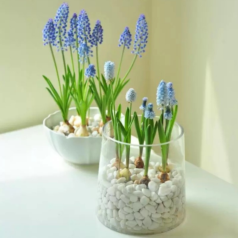 速发葡萄风信子种球室内水养土培套餐郁季台卉寒四金香花耐盆栽苗