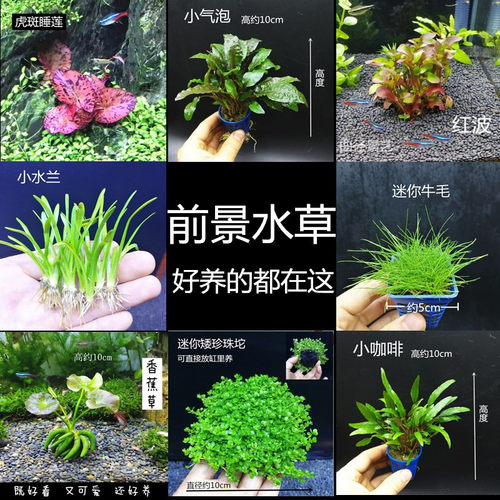 速发水饰植物造景鱼缸真草生态物草真水增氧植装套餐前景后景懒人