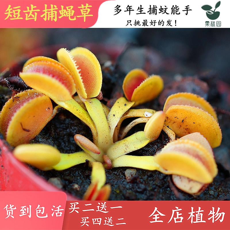 短齿捕蝇草 高端稀有食虫植物 捕虫草捕蚊草驱蚊草 变异品种收集