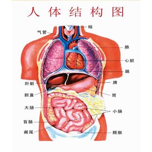 人体结构图墙贴纸人体骨骼结构图人体解剖图挂图海报展板写真喷绘