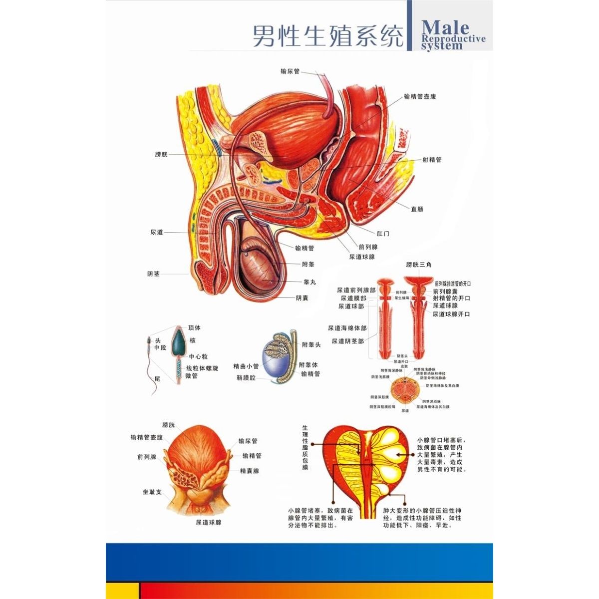 男性生殖系统挂图女性生殖系统墙贴墙纸受孕过程海报装饰画