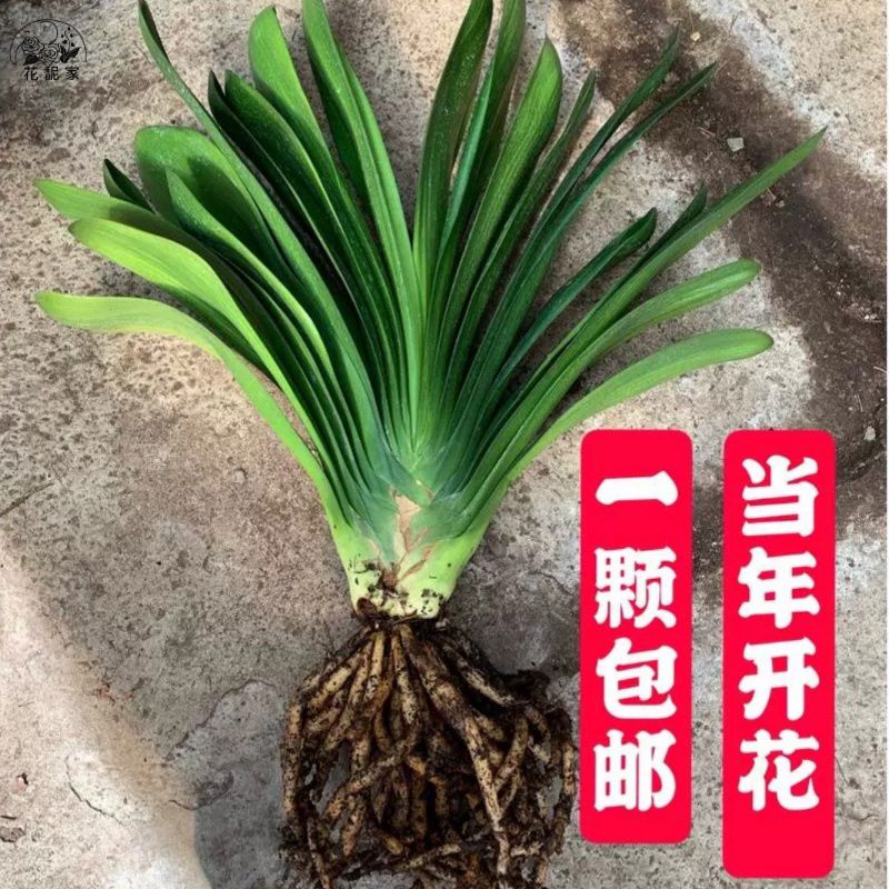君子兰短叶国兰麻脸立板君子兰当年开花上箭绿植花卉盆栽包邮