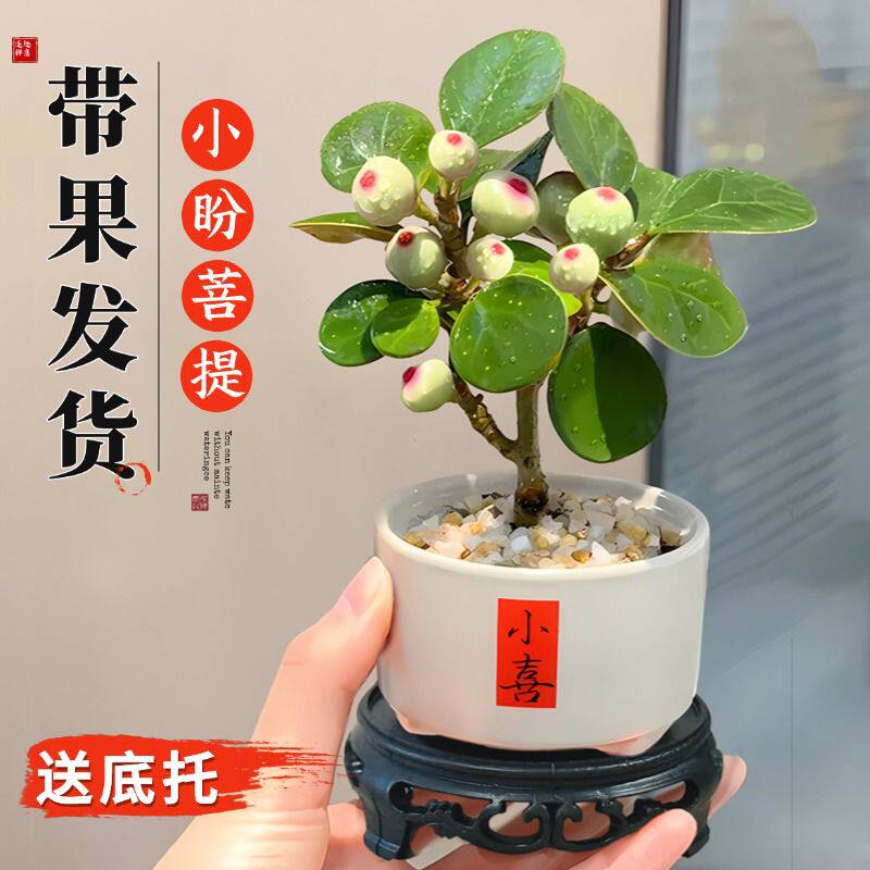 小盼菩提盆栽带果工位办公室内绿植物盆景菩提树禅意桌面摆件好养