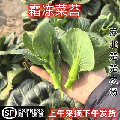 苏北楚楚农场顺丰苏北青菜苔当天现摘霜冻露天青菜芯3斤5斤青菜头