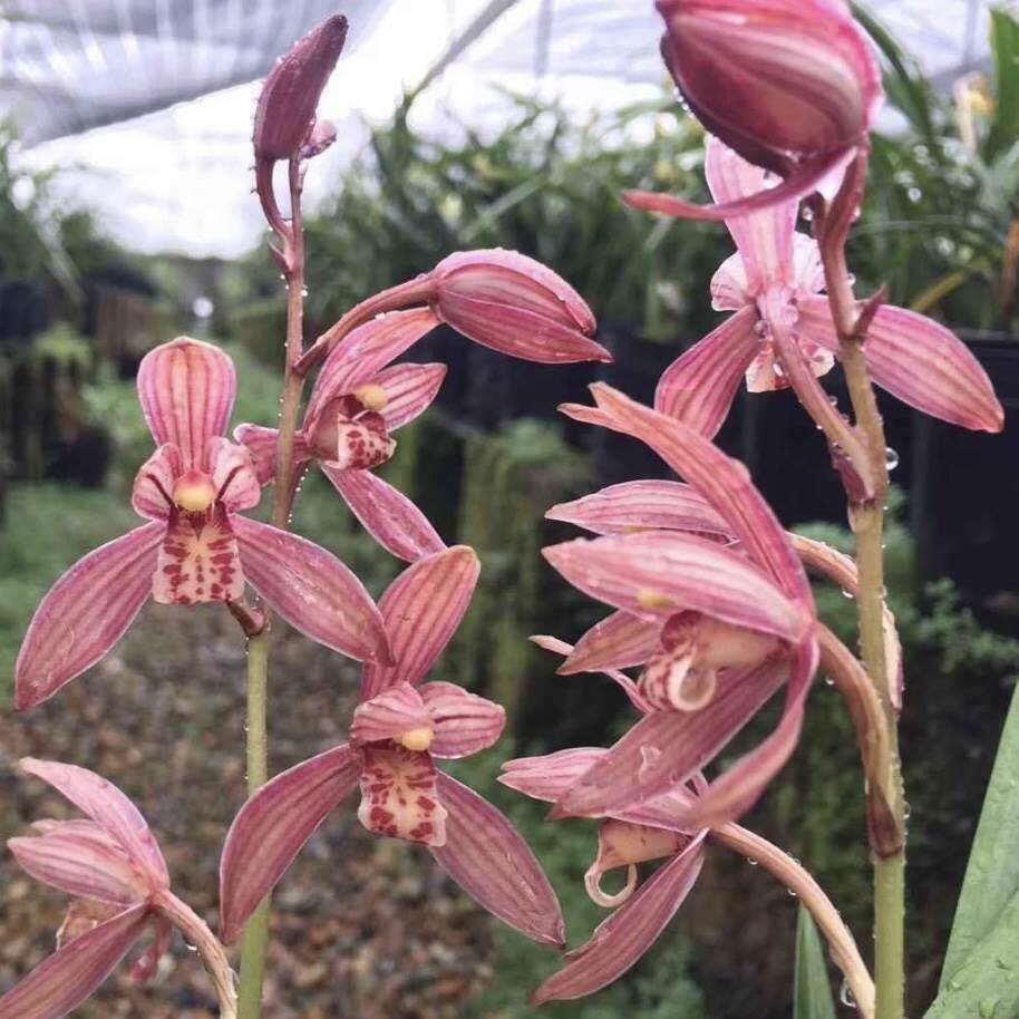 兰花苗建兰铭品满堂红四季兰浓香 夏秋季带花苞 室内盆栽观花植物