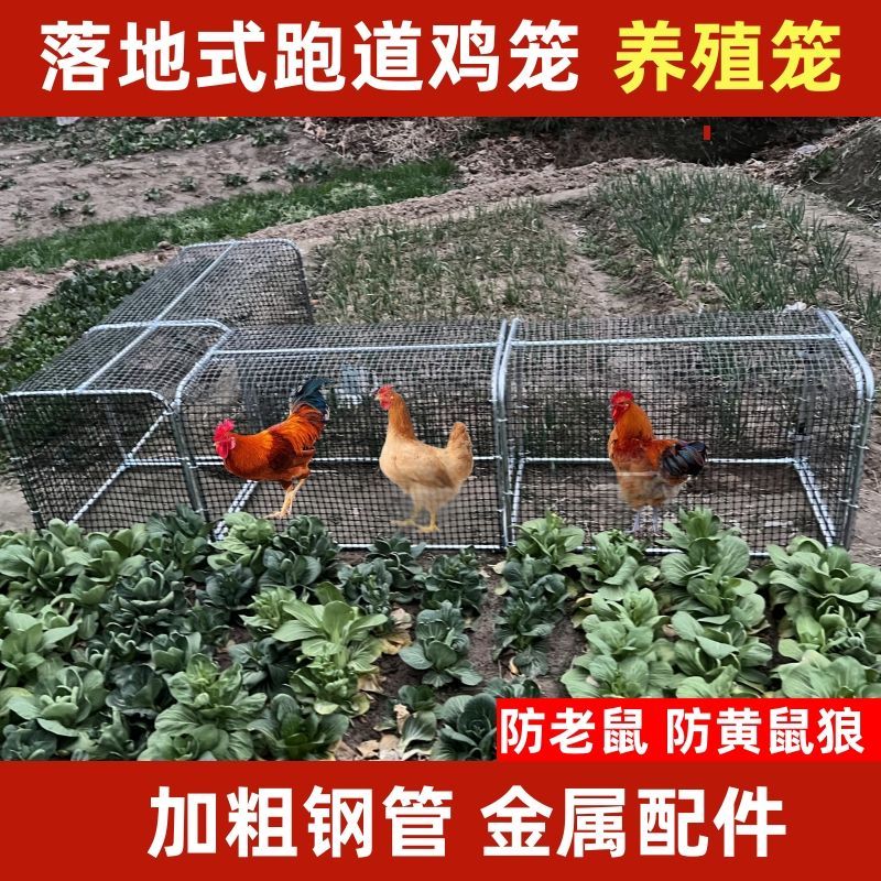 散养隧道鸡跑道加粗钢管金属配件