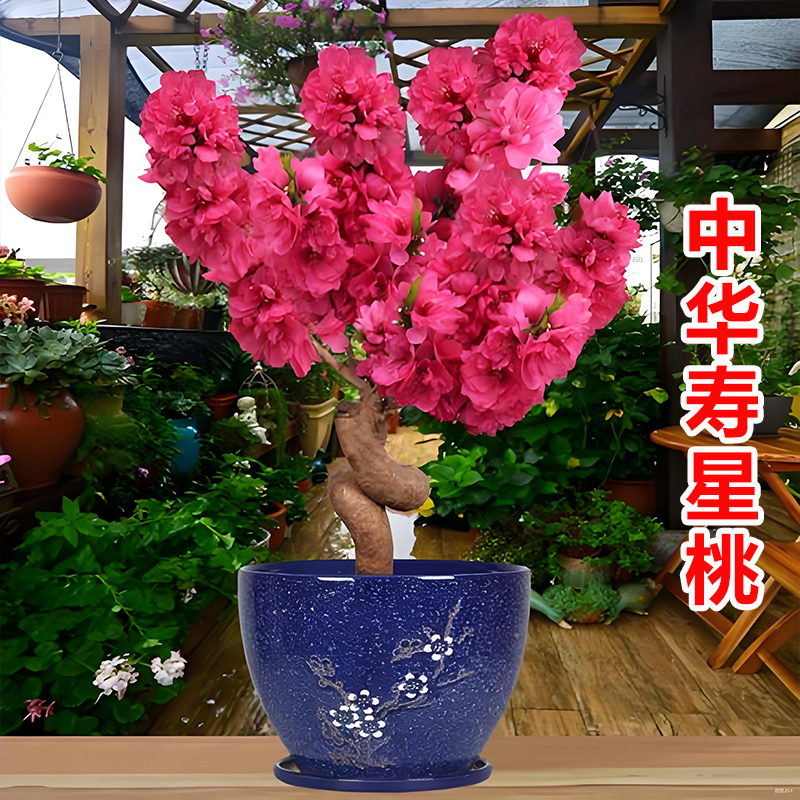 中华寿星桃盆栽老桩室内阳台桃树盆景地栽观赏家种桃花树耐寒好养