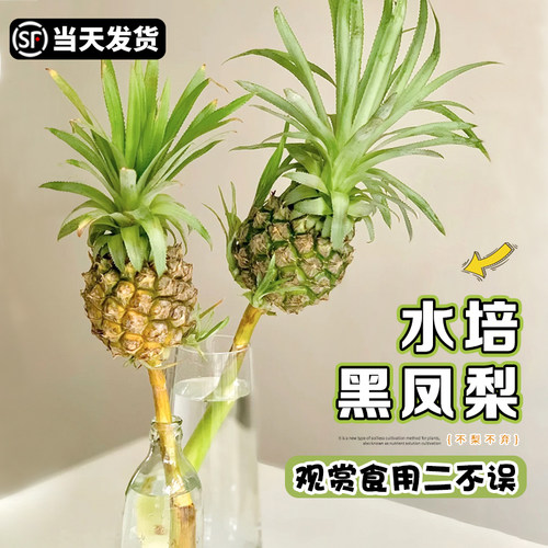 速发小菠萝水培植物香蕉鲜切花卉食用室内客水办公室百搭厅绿观果