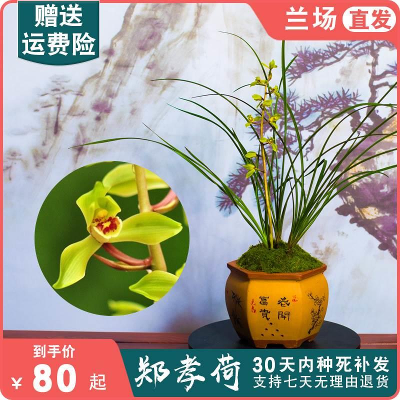 【郑孝荷】兰花惠兰名贵盆栽花卉绿植物浓香型兰花苗带花苞室内