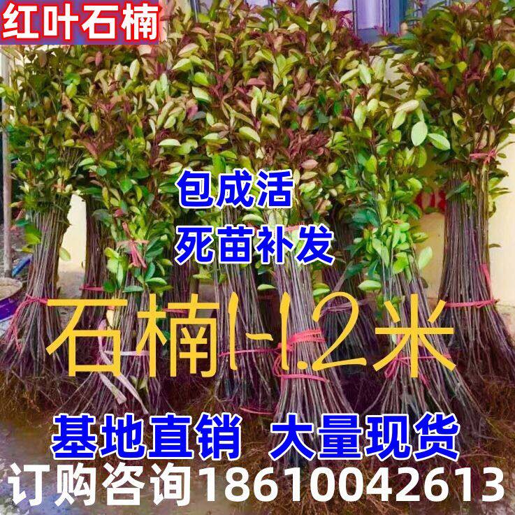 四季庭院花坛苗木绿化红叶石楠树苗栀子花红花继木金森杜鹃黄杨苗