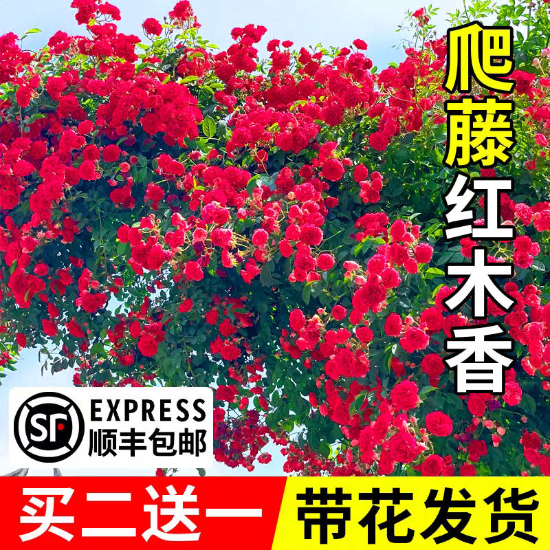 红木香花苗爬藤植物四季开花浓香型黄白木香花苗阳台庭院耐寒花卉