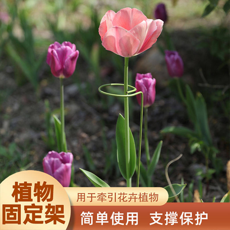 花架子铁艺单杆绣球支撑架防倒月季花爬藤固定器杆植物绣球撑支架