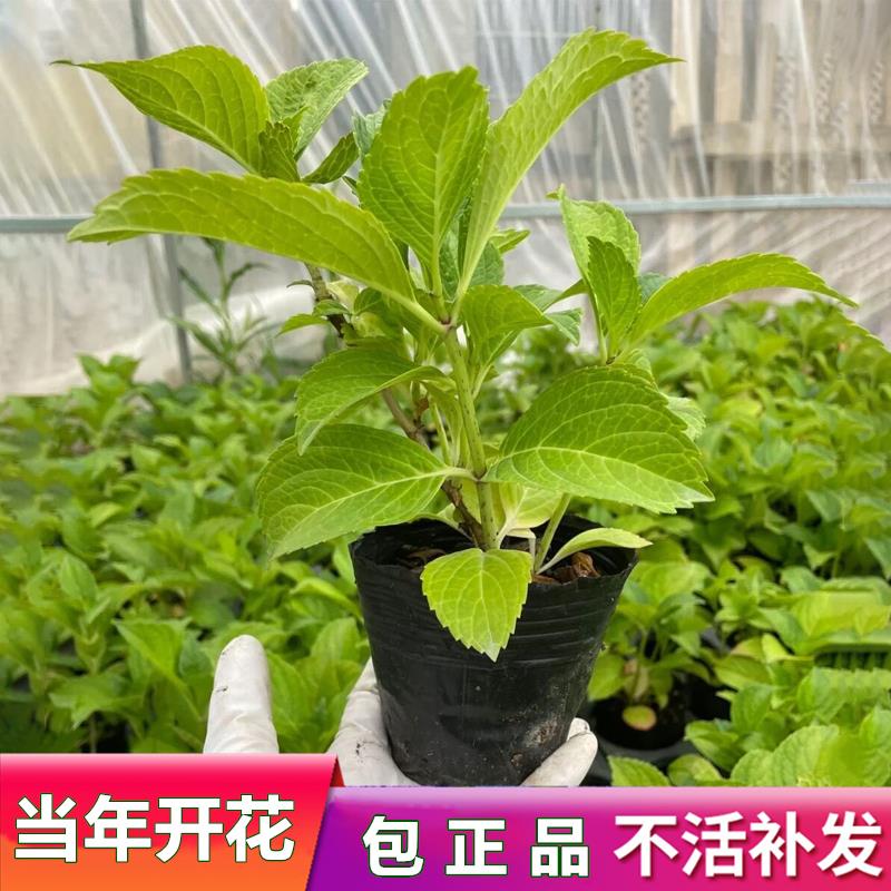 无尽夏绣球小苗盆栽大花室内阳台多季开花八仙花耐寒庭院地栽花苗