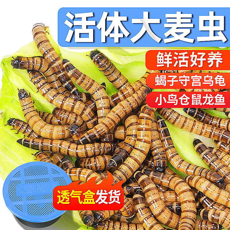 大麦虫鲜活面包虫高蛋白活体食物