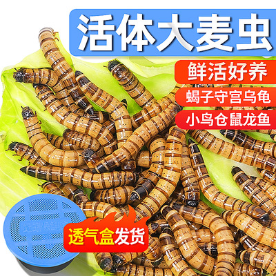 大麦虫鲜活面包虫高蛋白活体食物