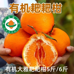 四川泸县有机大雅耙耙柑果肉清甜多汁无渣应季新鲜水果孕妇儿童