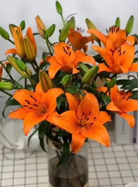 橙色亚百合鲜花云南基地直发花束花卉真花M水养斗南花市插花家用