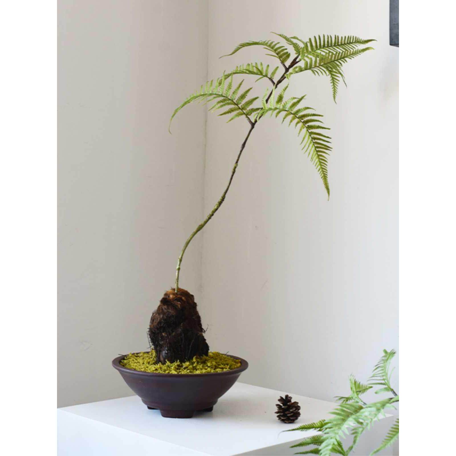 新中式蕨类盆景仿真金丝猴阙花艺猴头蕨绿植盆栽植物禅意茶桌摆件