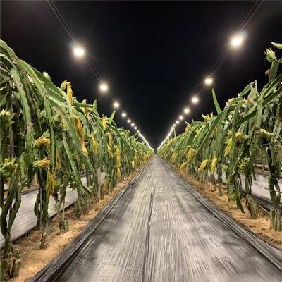 植物e灯灯大棚1KCC5WLED灯内串室补光灯ld生温室生长灯全光谱长灯