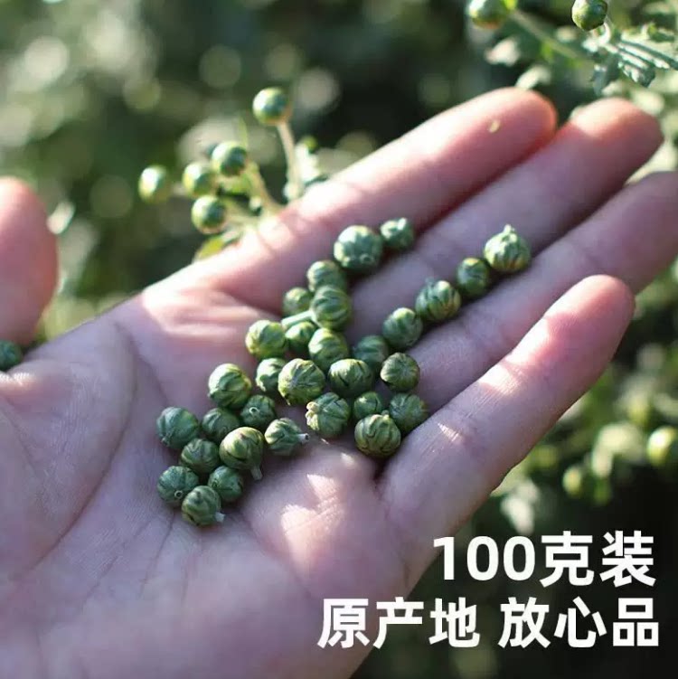珍珠菊花胎菊茶野菊米 新茶新遂昌石练生野菊米茶 菊蕾花草茶100