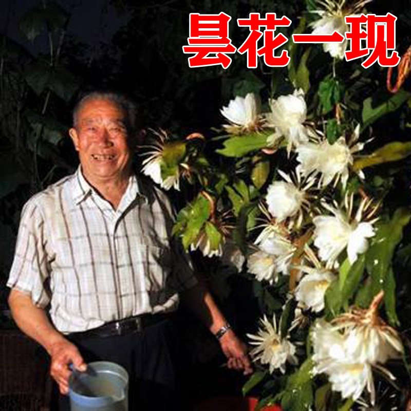 速发昙花盆栽带花观花卉植物室内外盆景苞花四昙开好养老桩小叶季