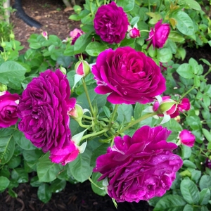 速发比利时 密涅瓦色季花苗特大花浓香开花紫月玫瑰台四盆季栽花