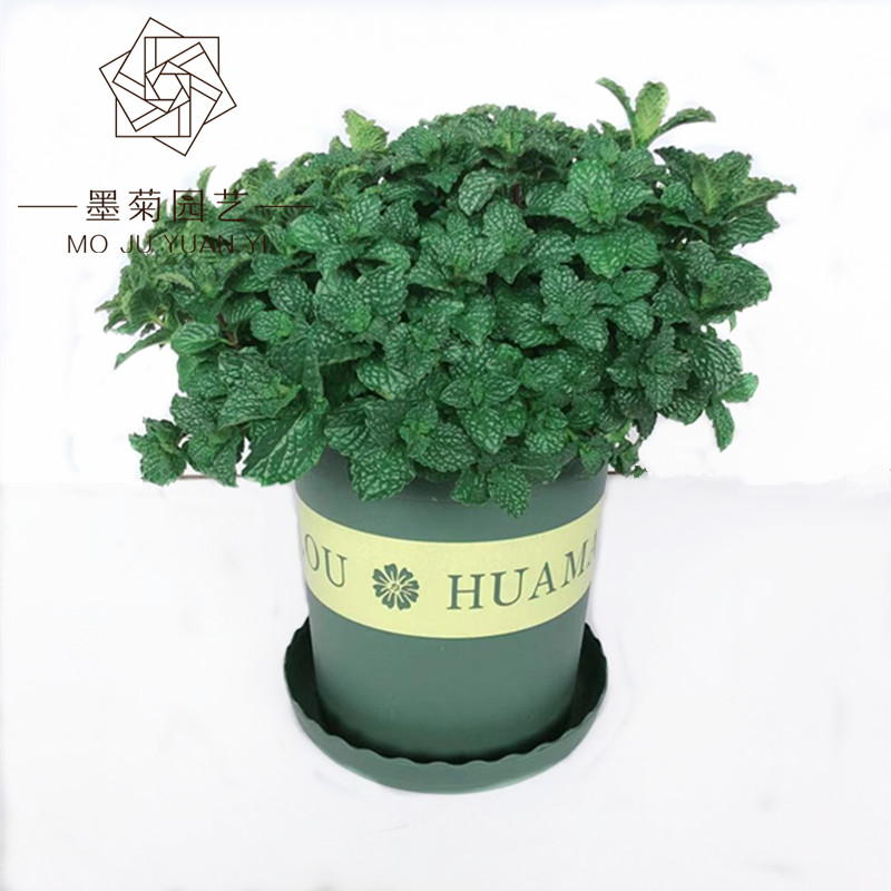 速发食用薄荷盆栽 物兰香薄荷香料植留 酒调可泡茶 蛋糕甜点点缀