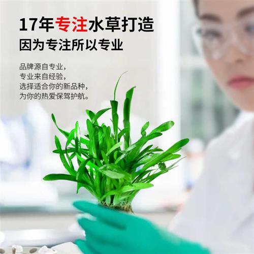 现货速发水草鱼缸水草植物真草阴性草缸造景套餐水培莫斯蜈蚣水榕