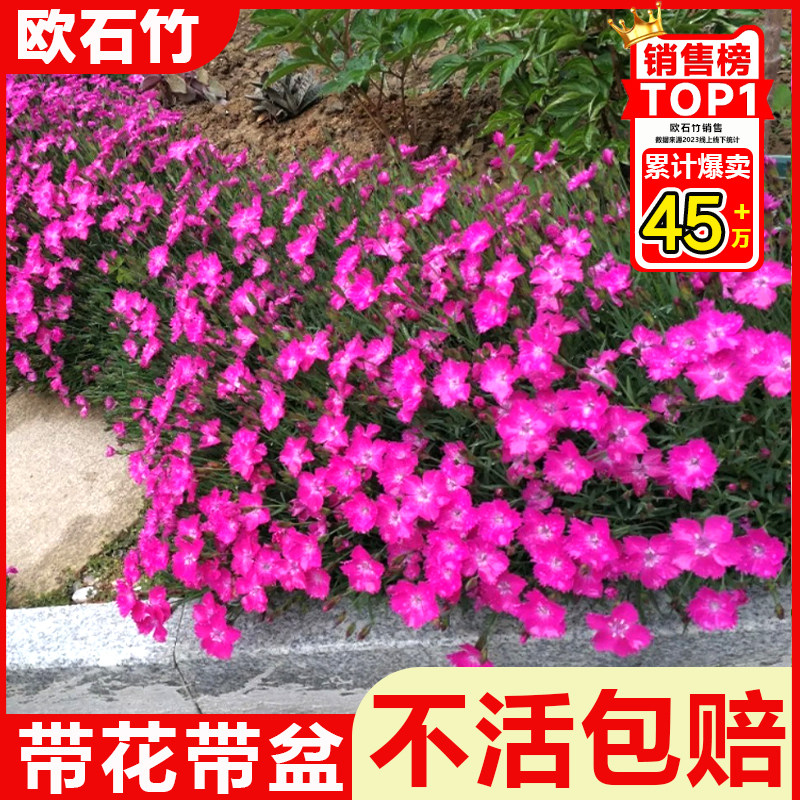 速发欧石初花苗竹高带花草坪耐旱耐吻温四季庭院草皮室外种植绿化