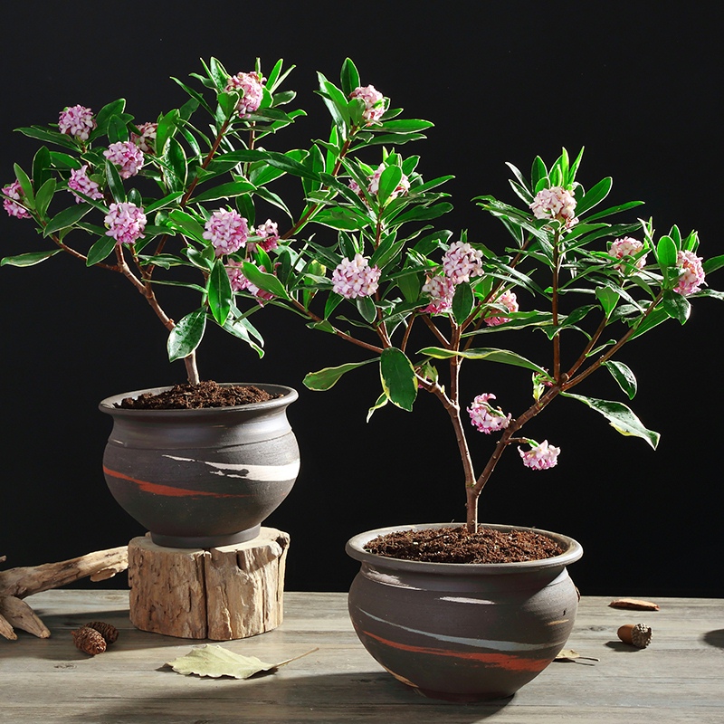 速发金边瑞香盆栽浓香型植寒花卉观花耐物外内室四季开花小苗大苗