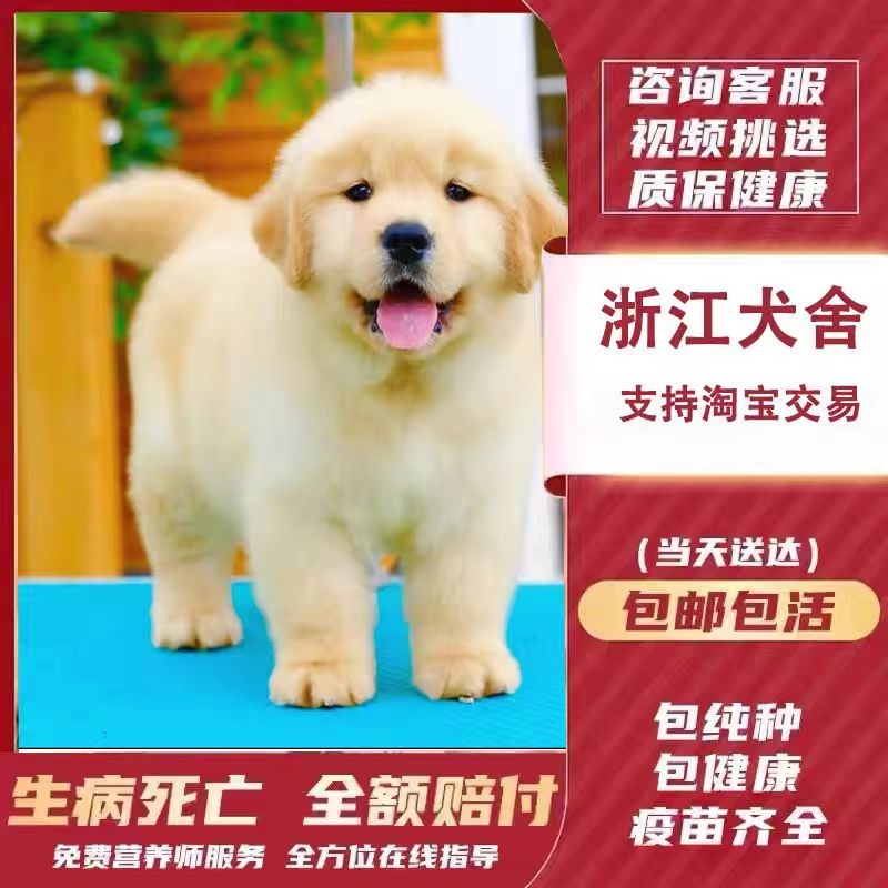 现货速发【浙江犬舍】金毛幼犬赛级纯种狗活幼体小狗动物活的活物