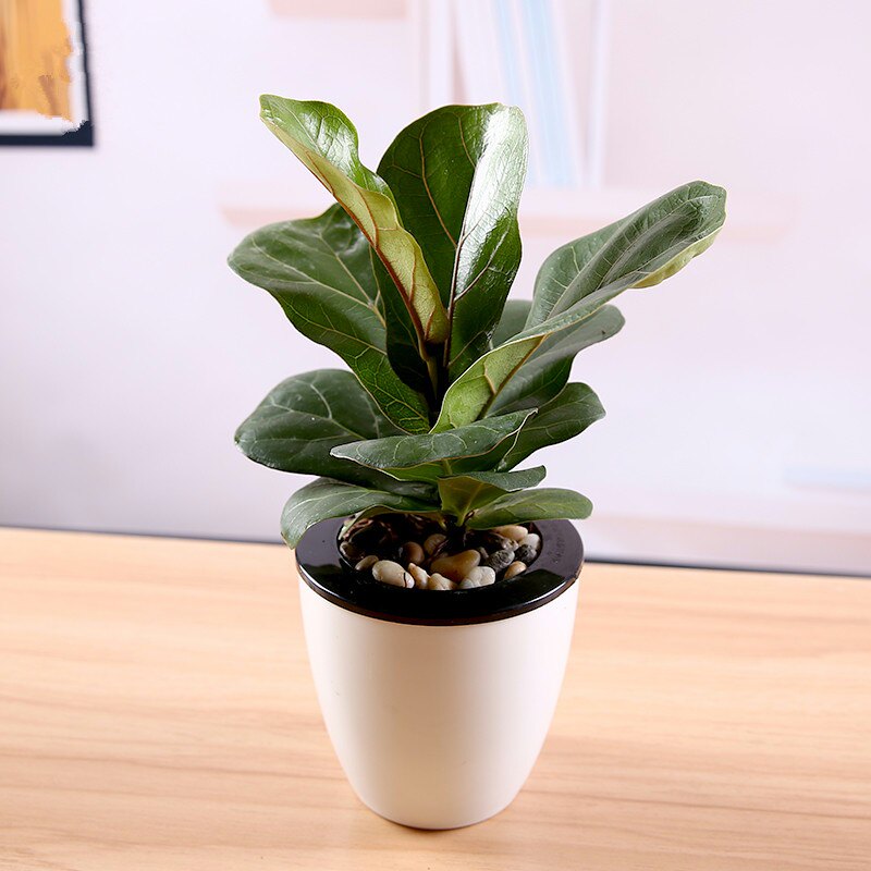 速发发财树琴叶榕金钻绿蔓绒袖珍椰子盆植小绿栽水培室内植物盆景