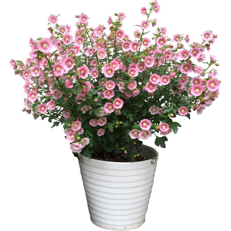 速发小木槿玲珑灌木槿盆院庭绿植庭院台栽花卉植物棒棒糖耐寒耐热