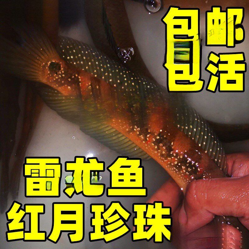 速发观赏七水鱼彩虹雷龙淡耐养冷水鱼鱼星鱼凶猛红月珍珠雷龙