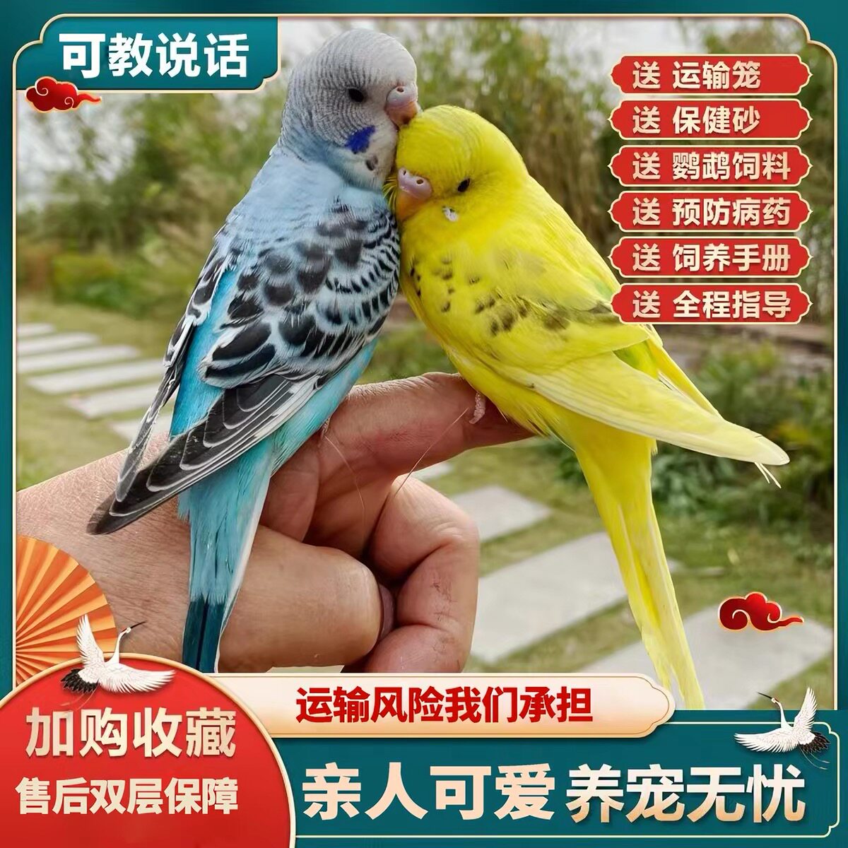 虎皮鹦鹉活鸟活物虎皮鹦鹉会说话鸟