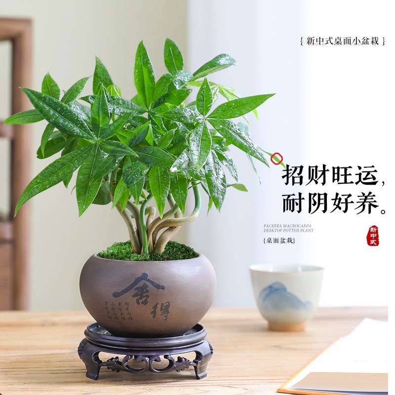 速发奇趣发财树盆栽室内绿植桌面花卉中式禅意招财植物四季常青好