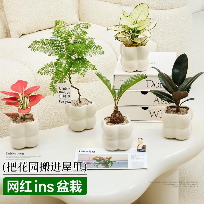 速发金钻绿植盆栽办公室桌面客物栽内植厅风小盆室四季常绿好养活