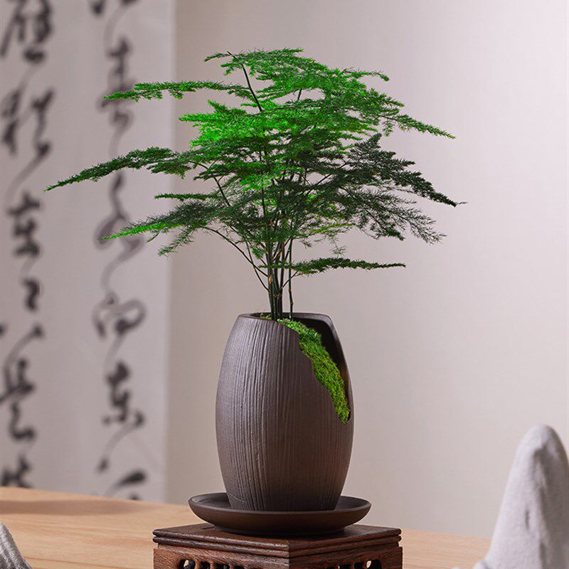 速发高端文竹盆栽室内桌面植造办公室高景物景摆件盆级好养粗壮矮