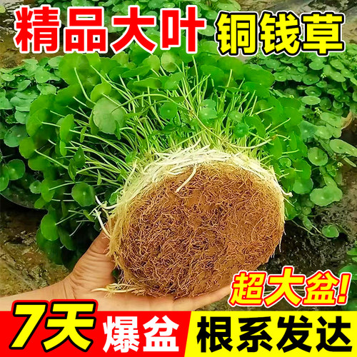 速发厅钱叶水培植物盆栽水养精品大草水培好养绿植物办公室内客铜
