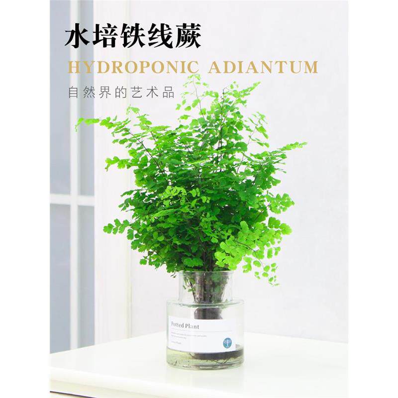 速发水蕨植盆铁线蕨鸟巢蕨波斯顿蕨狼尾培室内绿植物栽铁丝草客厅