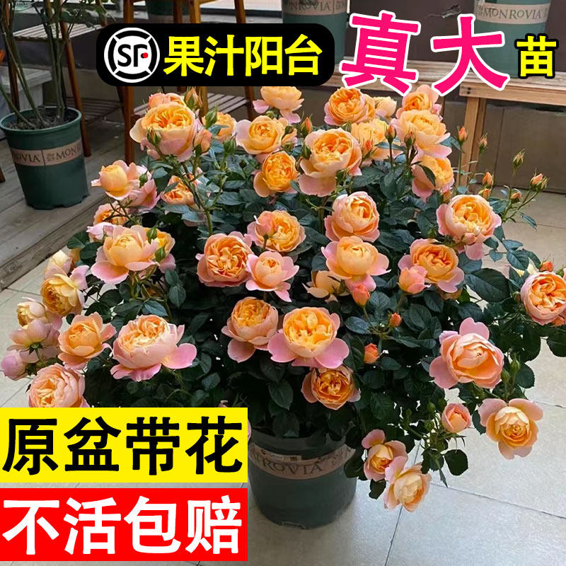 速发果瑰台月季花苗四季开花卉玫汁花盆栽特大花带花苞室内台植物