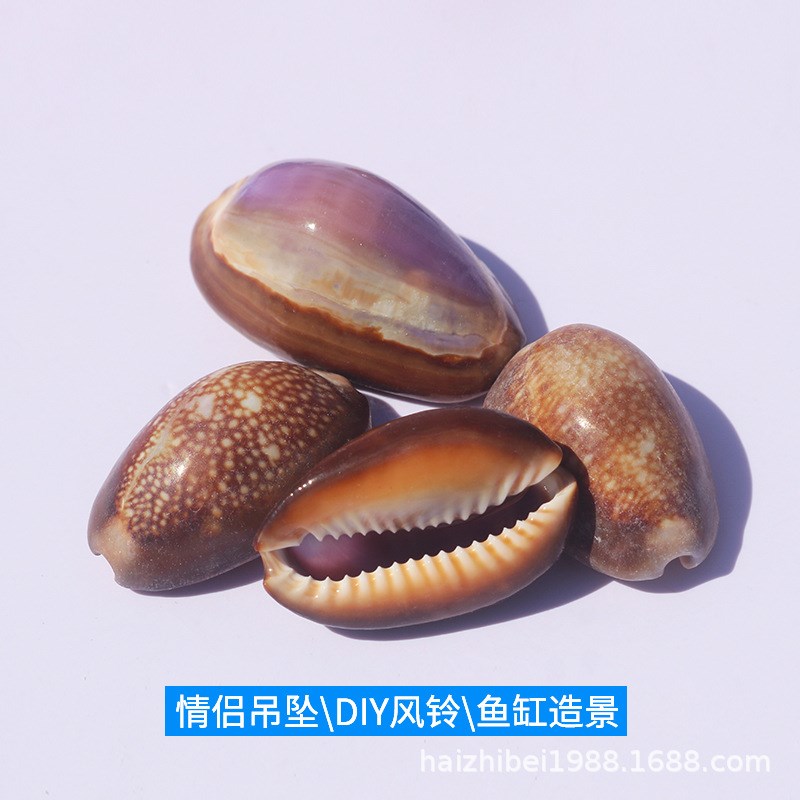 速发海螺贝壳工艺品紫色雪工宝螺手居课材料家山收藏饰品
