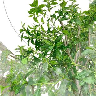 高端马醉木仿真植物橱窗造景室内装饰树仿生绿植大型假树简约景观