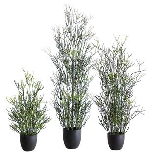 仿真光棍树火焰木大戟科多肉庭院造景植物盆栽热带沙生植物珊瑚树