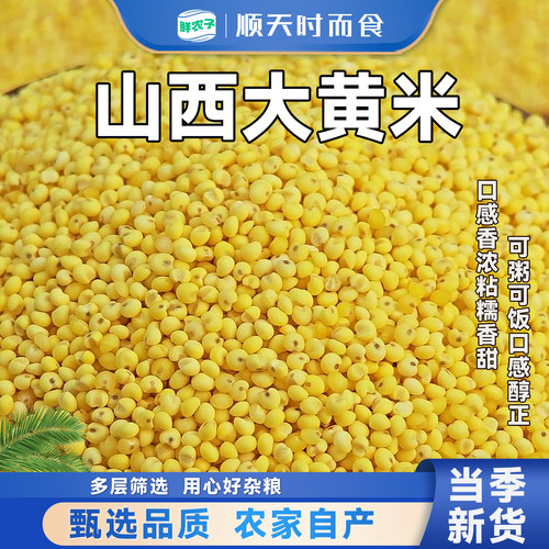 正宗大黄米新米黄米饭煮粥营养五谷杂粮饭主食农家自产当季粗粮