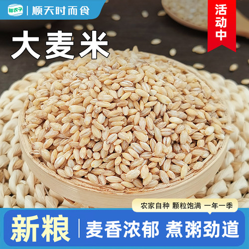 东北大麦仁2.5kg脱壳生麦粒纯新米五谷杂粮去皮麦子非小麦种子5斤