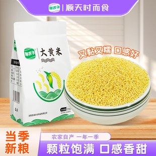东北大黄米500g新米黏米五谷杂粮饭正宗黏粘糯黄米饭农家当季 粗粮