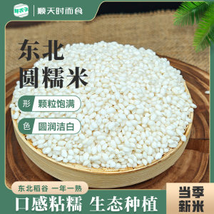 东北糯米圆粒新糯米白江米包粽子糍粑大米汤圆酿酒农家五谷杂粮